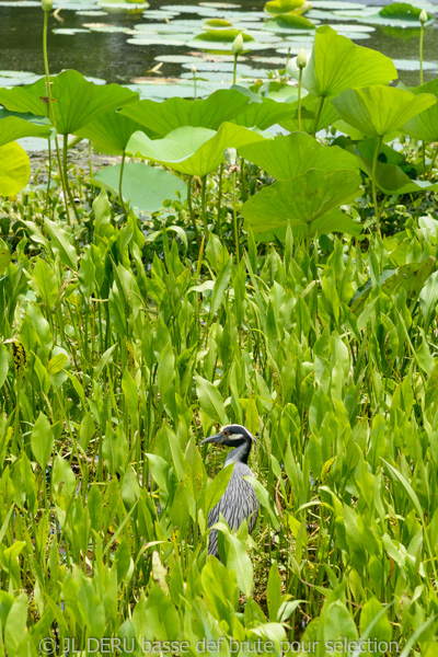 Brazos Bend State Park, TX, USA